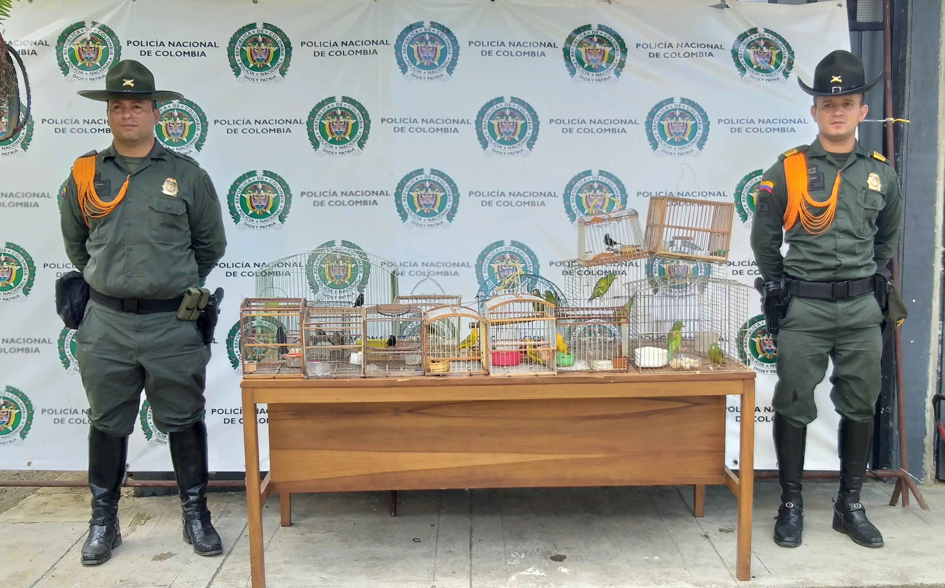 ESPECIES CONOCIDAS POLPULARMENTE COMO CONGOS, PERICOS, CANARIOS Y PICO GORDO