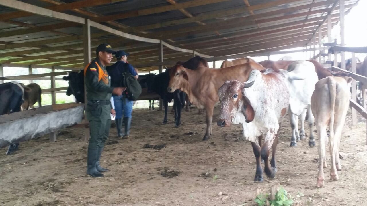 Varios bovinos han sido incautados en el municipio de Puerto Nariño