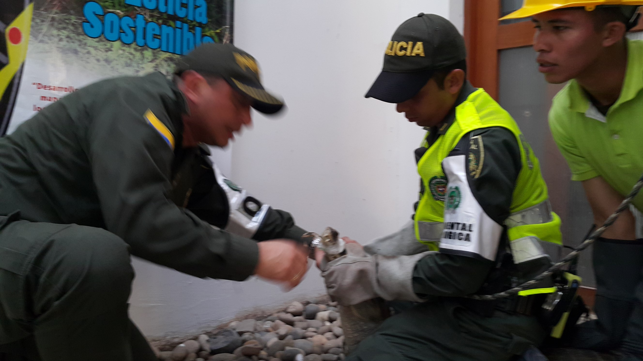 Policía Nacional rescata caimán en predios del Ejército Nacional. 