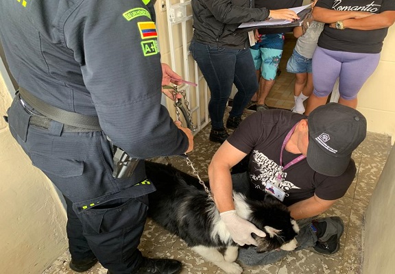 Aprehensión preventiva del canino 