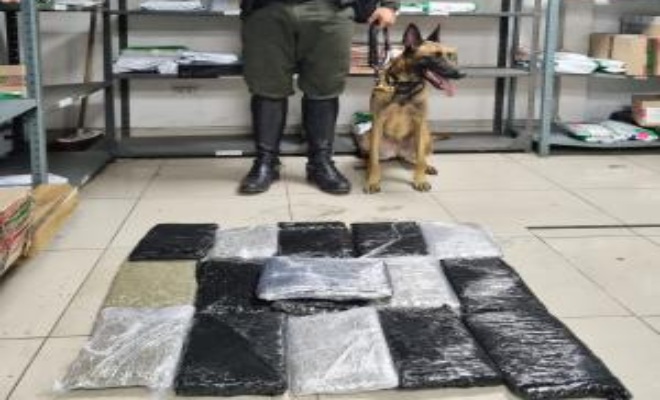 Despliegue operacional de caninos de la Metropolitana Santiago de Cali