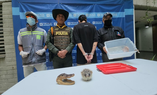capturado con una boa constrictor y subproductos de fauna disecados