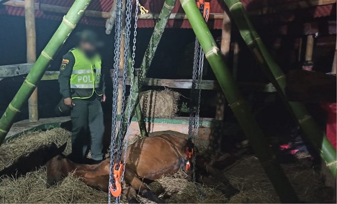 Por el delito de maltrato animal fue capturado un hombre en Manizales