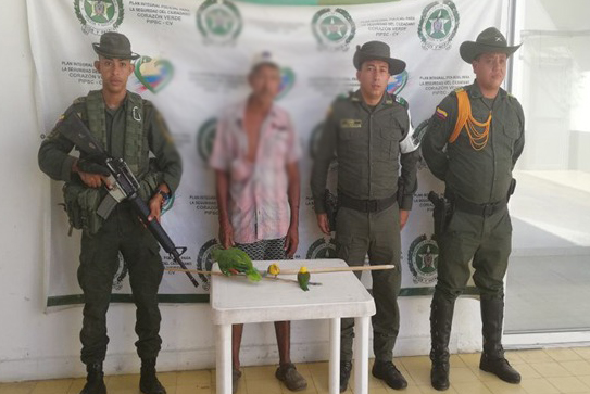 El capturado deberá responder por el delito de ilícito aprovechamiento de los recursos naturales