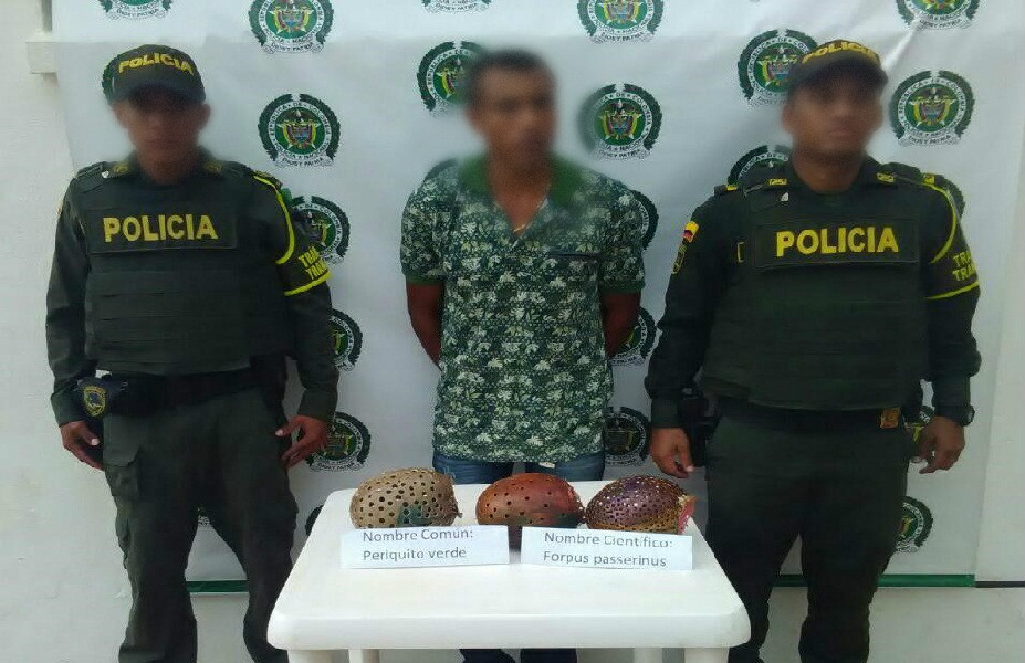 capturado-pericos-trafico ilegal de fauna-peligro de extincion-plato-transito-cuadrante vial-magdalena