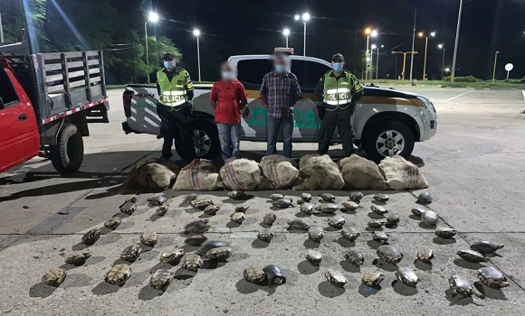 Persona capturada-policías custodiando- fauna recuperada