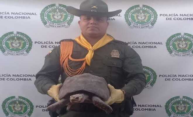 Carabineros, comprometidos con la protección y cuidado de los animales silvestres