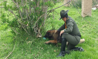 Carabineros con el apoyo de ‘yina’ descubren una caleta de droga 