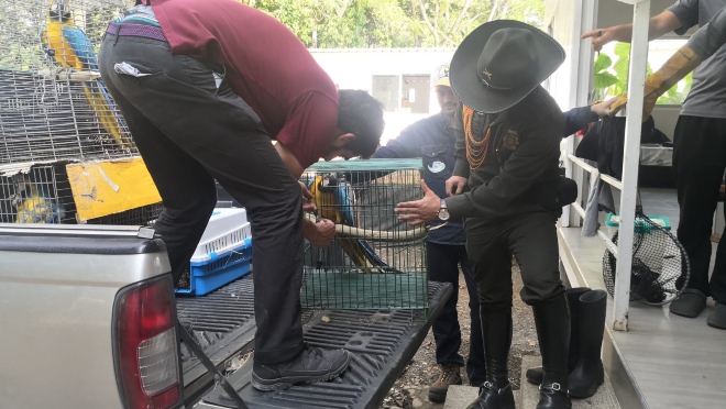 operativos exitosos para combatir la tenencia, tráfico y comercio ilegal de fauna silvestre 