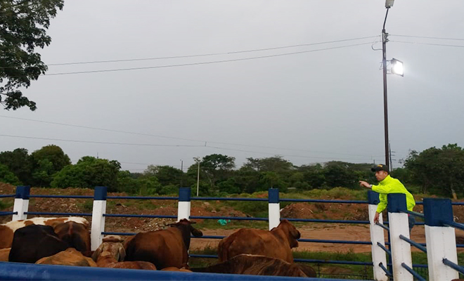 En-Puerto López-El-que-la hace-la paga-deja-la-recuperación-de-13-cabezas-de-ganado