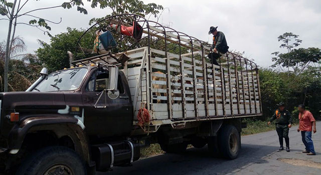 La Policía Nacional-se incauta de 161 semovientes-de dudosa procedencia-en el Meta