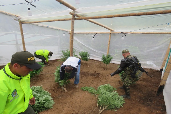 invernaderos con plantaciones de marihuana 
