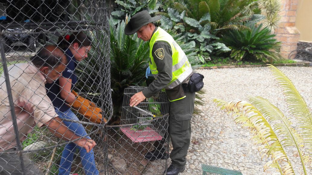 Rescatadas-38-especies-que-iban-a-ser-comercializadas-2