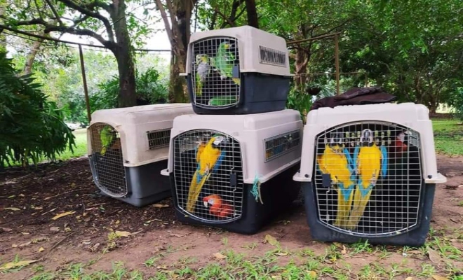 Gran jornada de liberación de fauna silvestre 