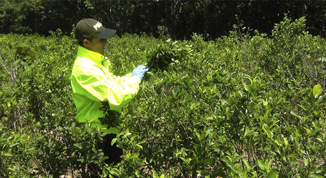 destruido complejo cocalero-crimen organizado-policia-meta