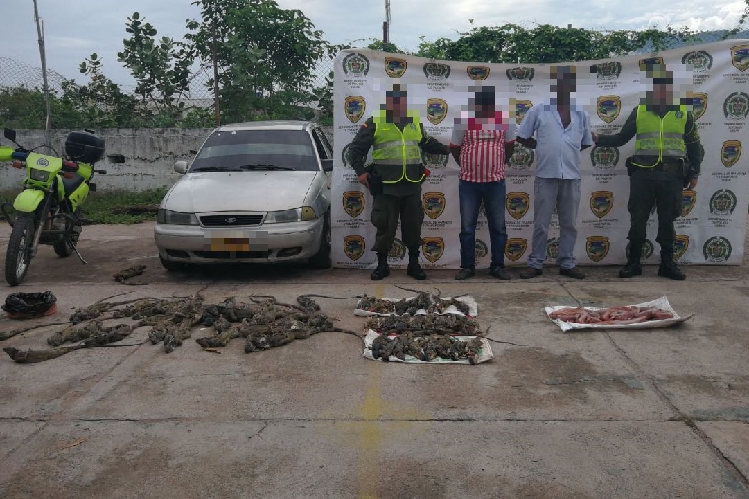 Dos-capturados-en-posesión-de-63-iguanas