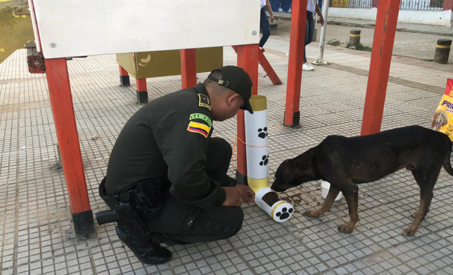El objetivo es no desamparar a estos animales, que por falta de un hogar, están a merced de la calle sin comida