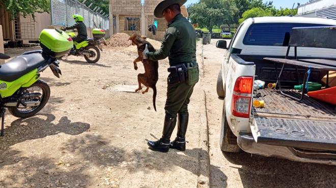 El Grupo de Carabineros en Bolívar, rescata a Rey tras ser arrollada por un motociclista