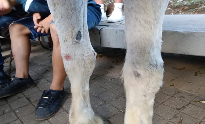 En Medellín, la Policía realizó controles que permitan velar por el bienestar de los animales.