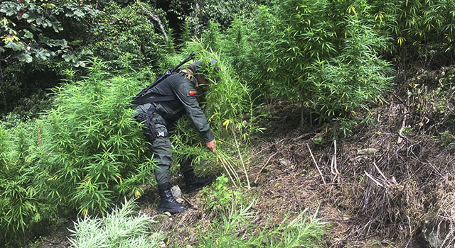 En-el-Meta-la-Policía Nacional-erradicó-118-hectáreas-de-cultivos ilícitos