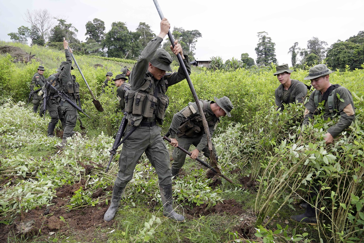 19 hectáreas con cerca de 20 mil plantas de coca 