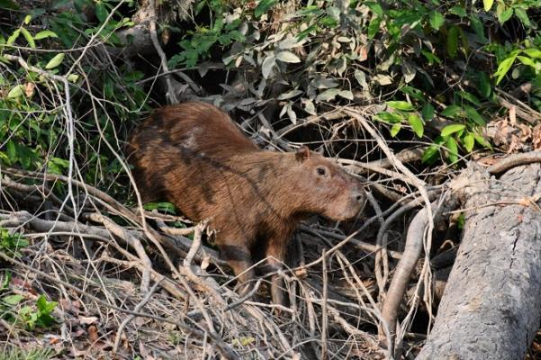 Estrategia de protección a la flora y fauna