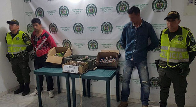 ‘Juntos por los animales’-La Policía Nacional-rescató 45 crías de loros reales y pericos-Meta