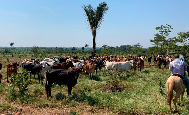 Semovientes extinción de dominio.