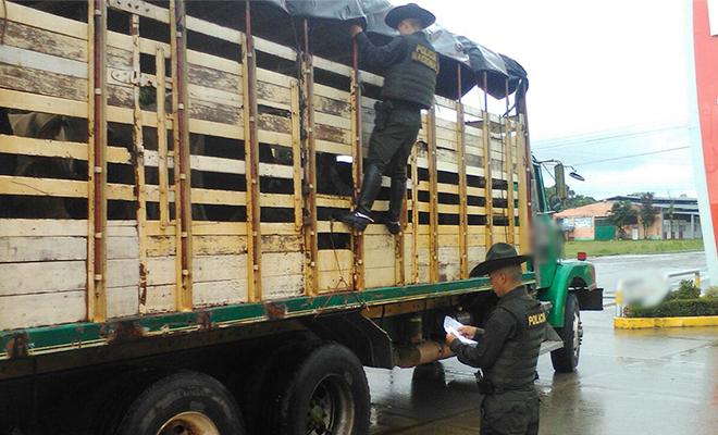En-el-Meta-fortalecemos-planes-contra-el-hurto-de-ganado 