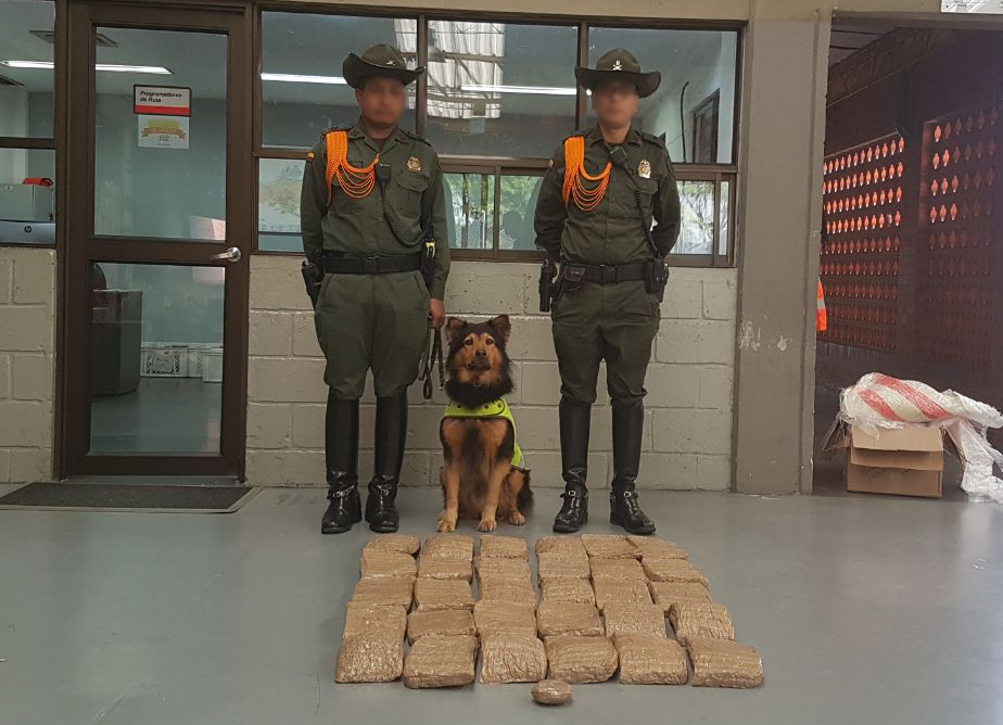 “Zeus”  participa de nuevo en el hallazgo e incautación de estupefacientes