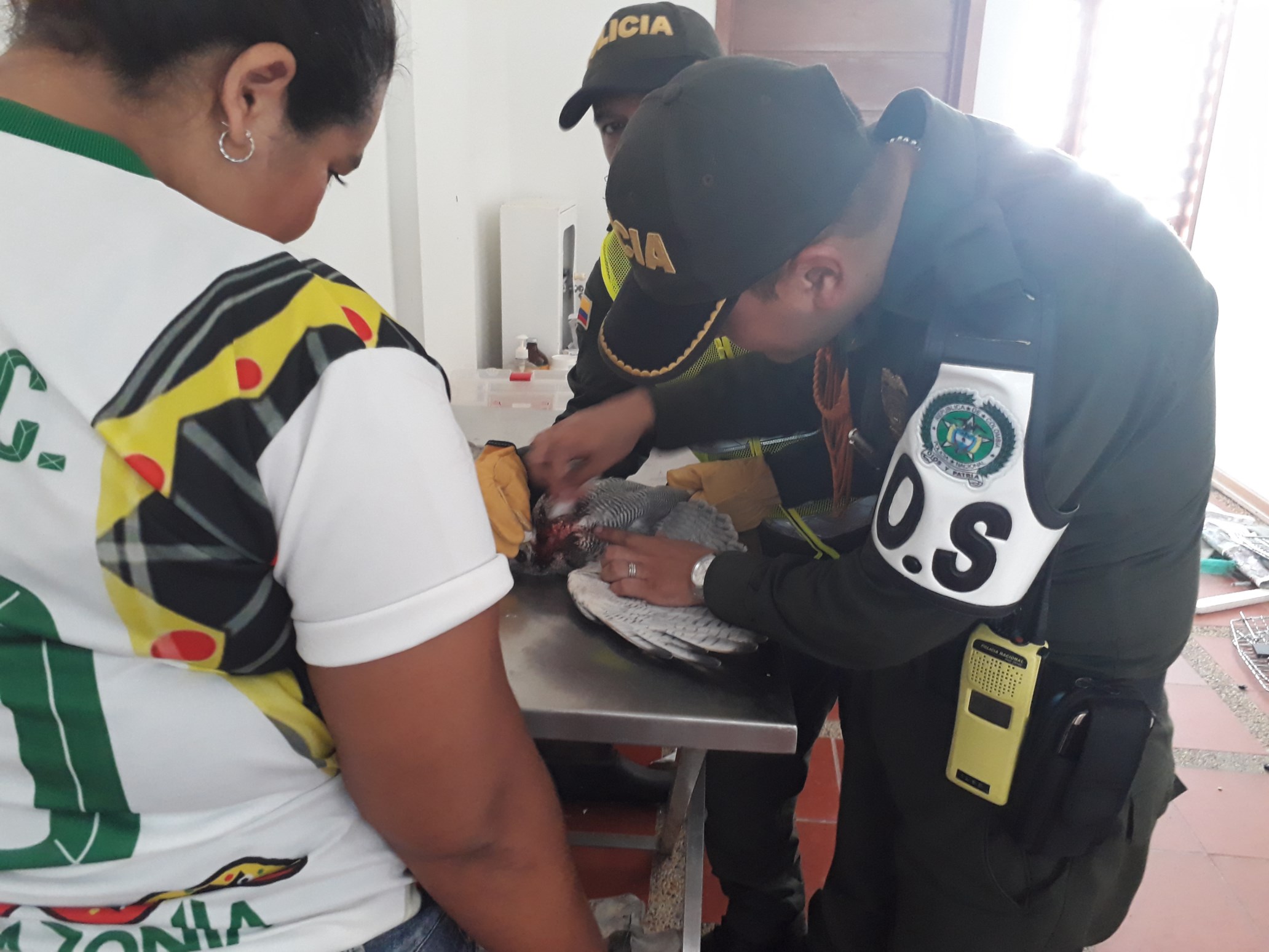 salvan la vida de un gavilán