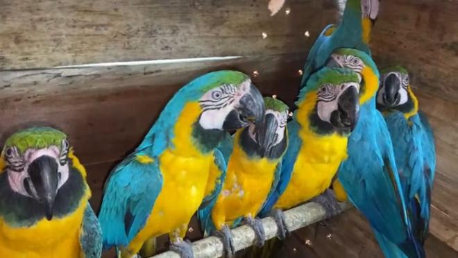 Guacamayas rescatadas carabineros