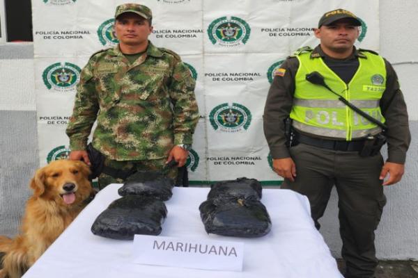 Incautados 2300 gramos de marihuana transportados en un bus intermunicipal 