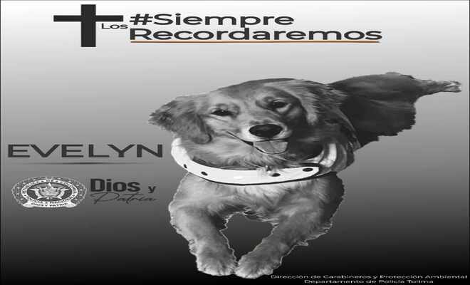 En las instalaciones de carabineros, policía Tolima rindió un homenaje en conmemoración a ‘Evelyn’ canino antiexplosivos