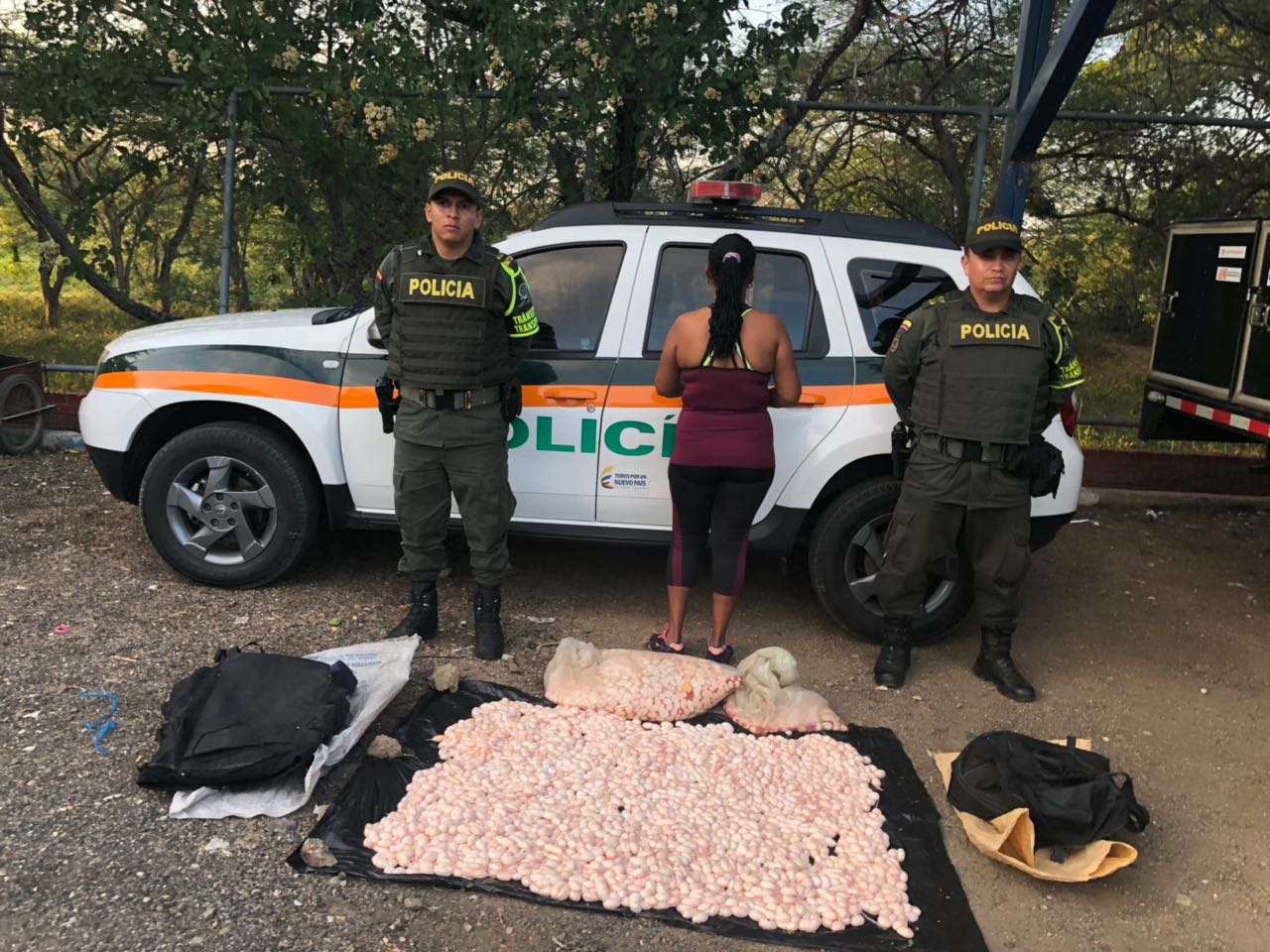 600 hicoteas fueron rescatada por la Policía Nacional, las cuales iban a ser comercializadas ilegalmente 