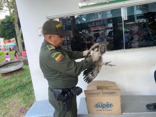 Los operativos de rescate son llevados a cabo, en los municipios de Dosquebradas, La Virginia y Pereira
