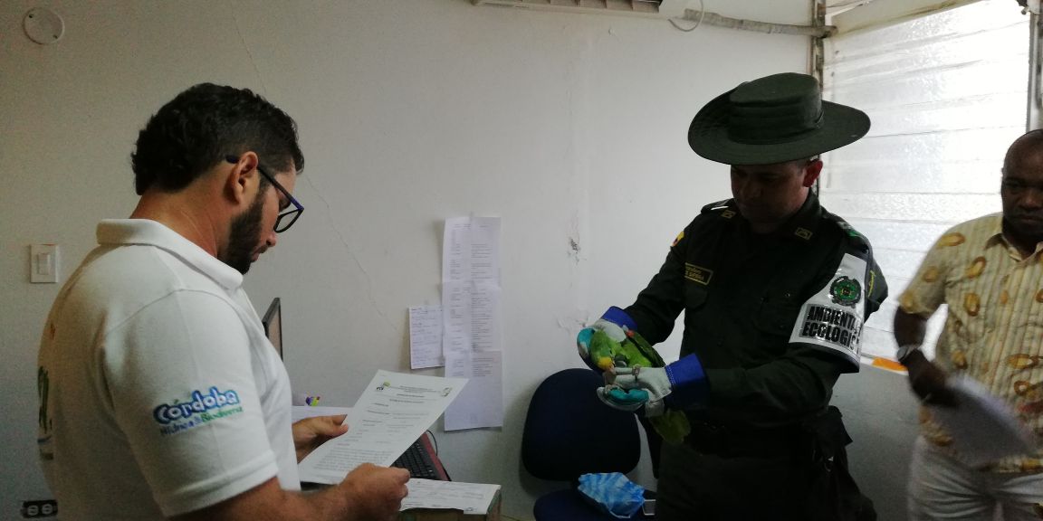 especies-silvestres-recuperadas