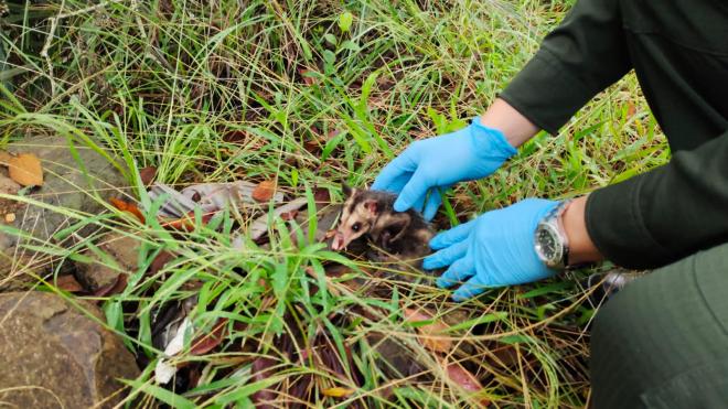 policia-cali-rescate-especies