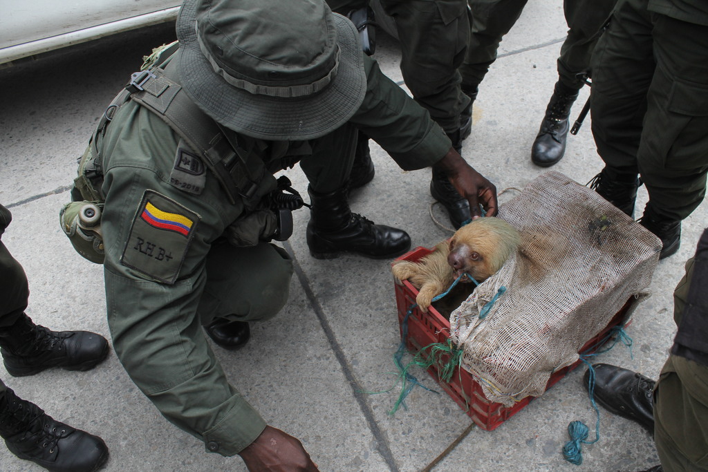 Oso perezoso rescatado en Caldas