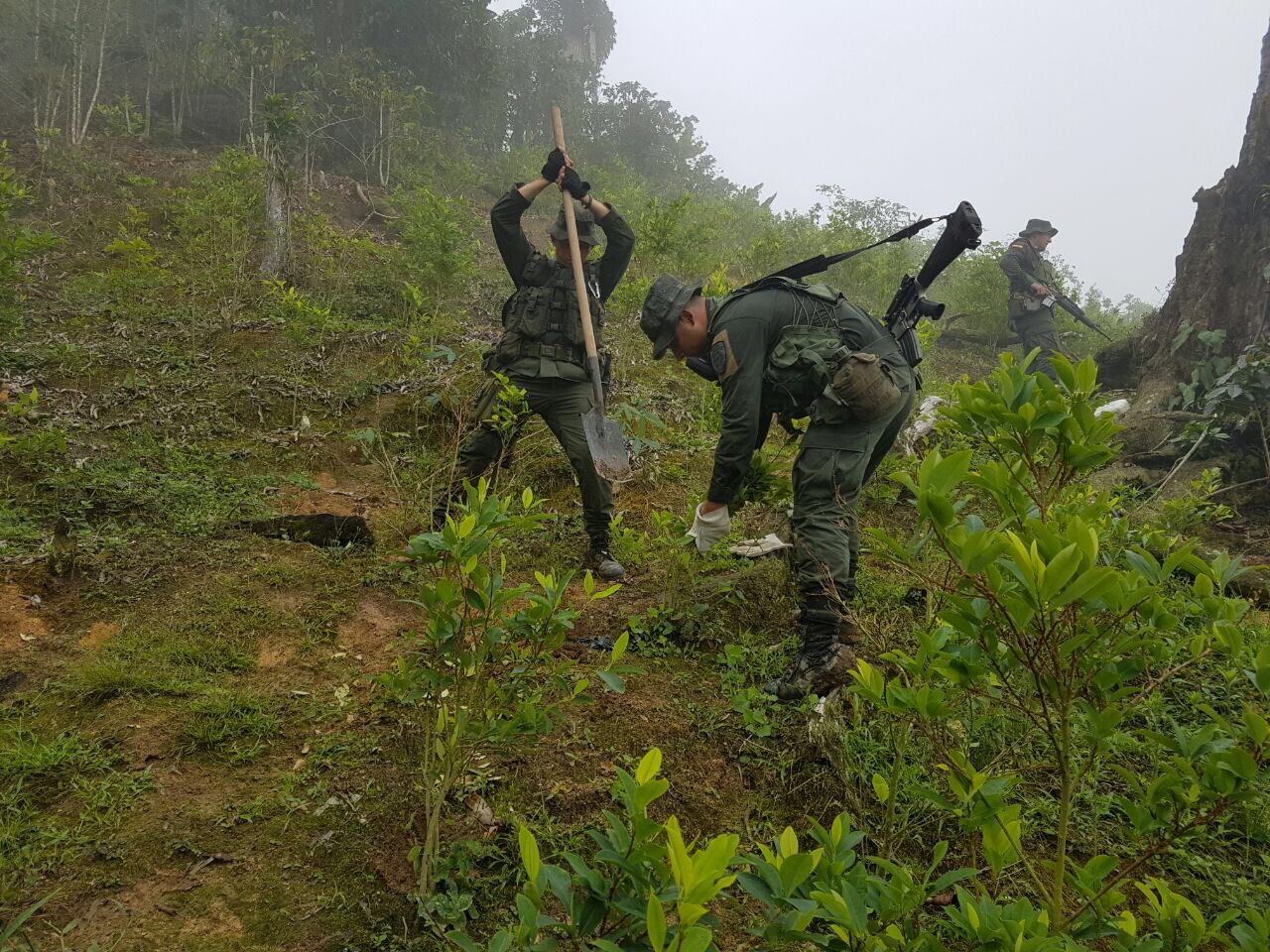 Erradicación cultivos de coca - Policía de Santander