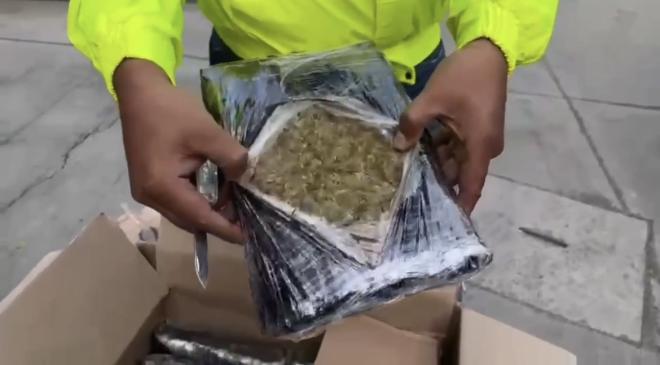 incautación de marihuana