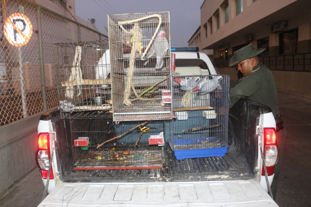 Rescatamos-aves-exóticas-y-migratorias-en-vía-de-extinción