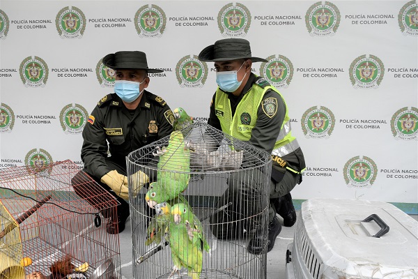 fauna silvestre estaba en cautiverio en zona rural de Santa Rosa de Cabal.