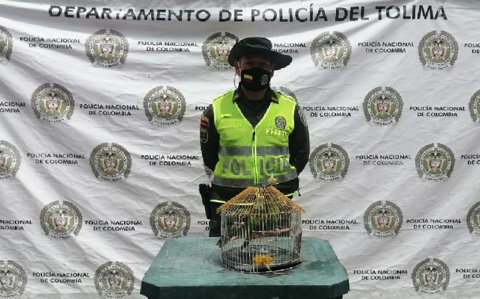 Incrementamos activiades contra la tenencia de animales silvestres