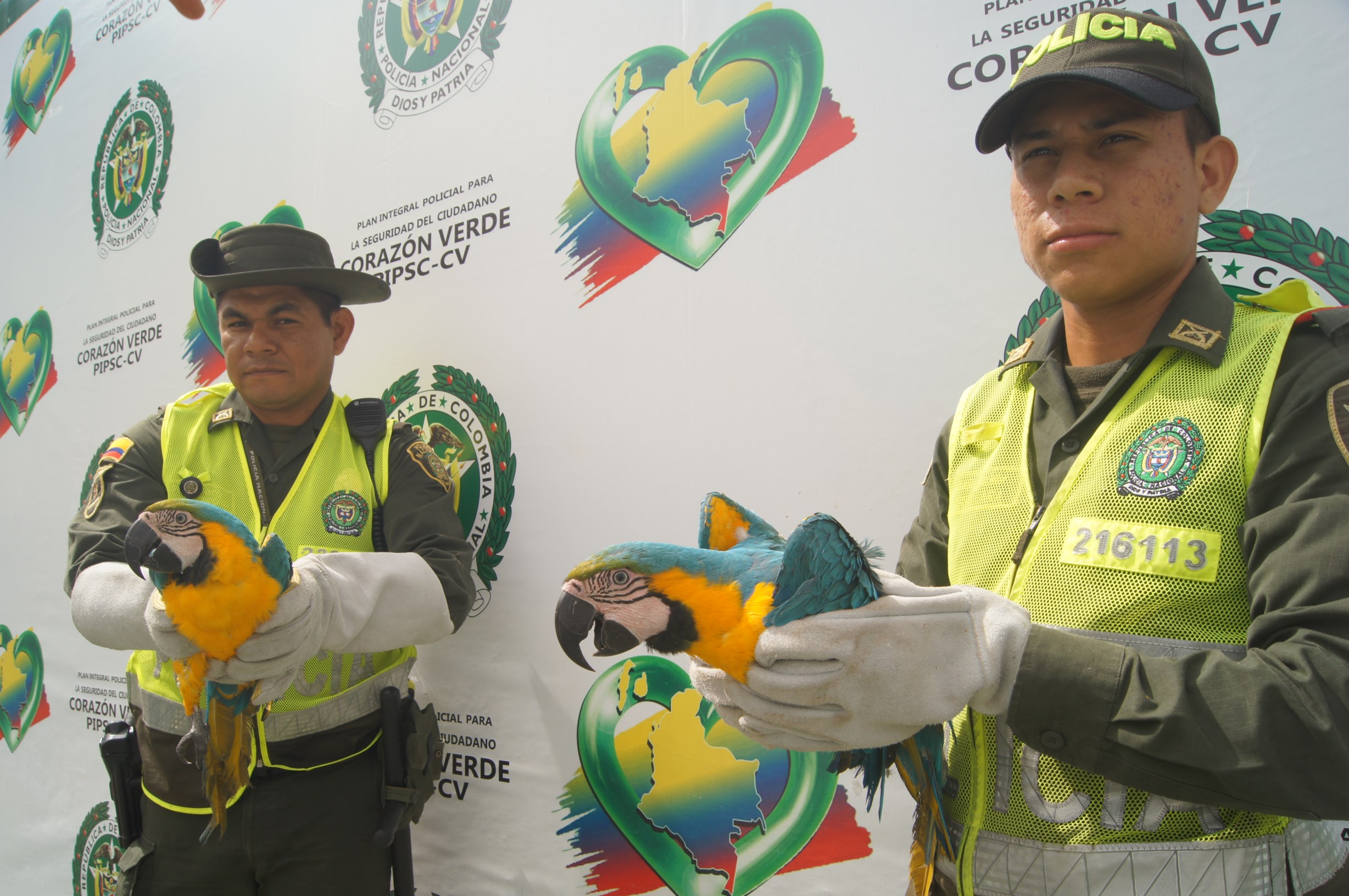 Tenían en su poder dos guacamayas que hacen parte de la fauna protegida de la región 