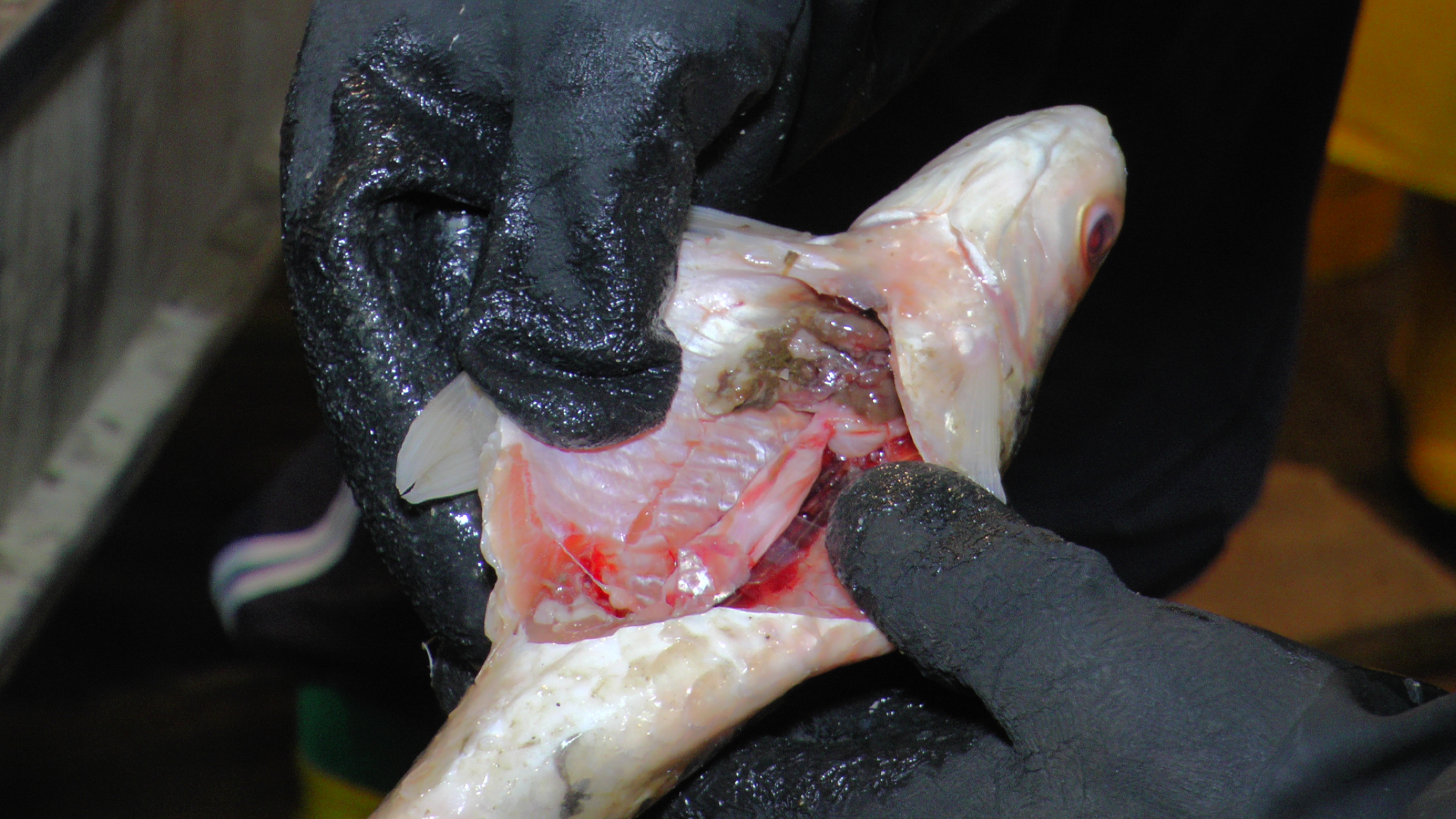 incautacion_pescado_