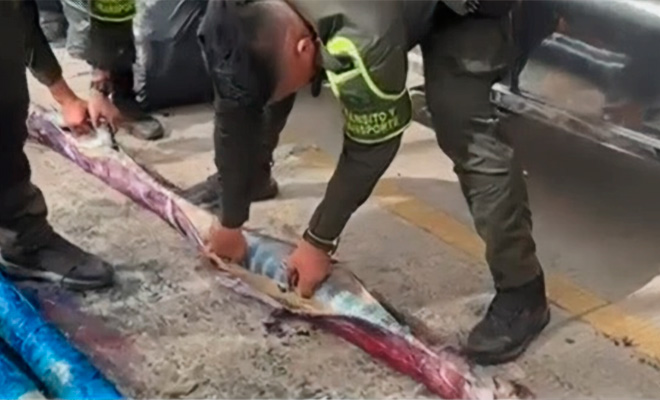 Un nuevo metodo de los grupos criminales para transportar de manera ilicita por los Grupos Armados Ilegales, fue descubierta por la policía