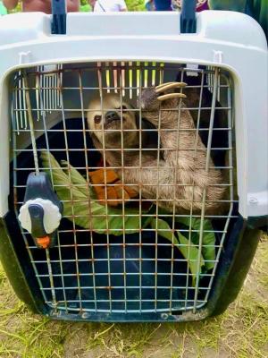 En Nariño, rescatado oso perezoso de tres garras