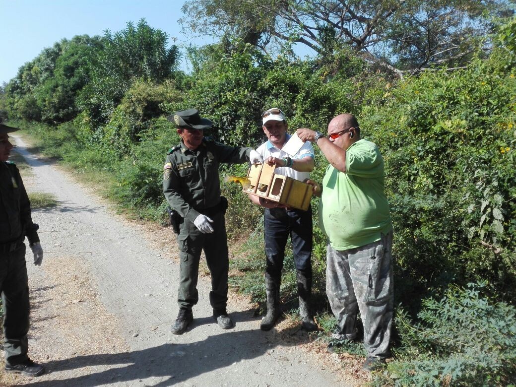 liberacion-especies-silvestres-CORPAMAG-CORTOLIMA-zona bananera-gupae