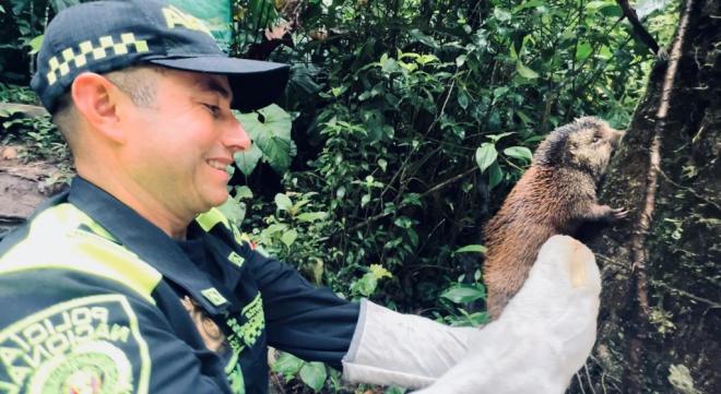 Rescatan especies en Nariño